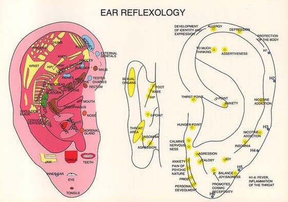 REFLEXOLOGY-ear